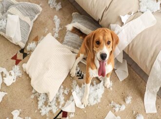 Solution anxiété de séparation et destruction chien à  Toulouse - Caniviola