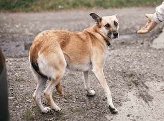 Rééducation chien craintif et peureux à Muret - Caniviola