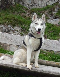 "Jeune chien Husky assis sur un banc, représentant le dressage et le renforcement des bases d'obéissance pour jeunes chiens à Muret avec Caniviola." 3. Photo du Chien Adul