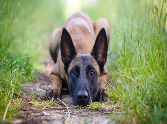 Rééducation comportementale d'un Berger Belge Malinois concentré lors d'un bilan Caniviola.