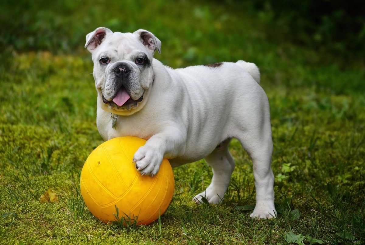"Chiot Bouledogue Anglais curieux et joueur, posant avec une patte sur un gros ballon jaune en herbe verte."