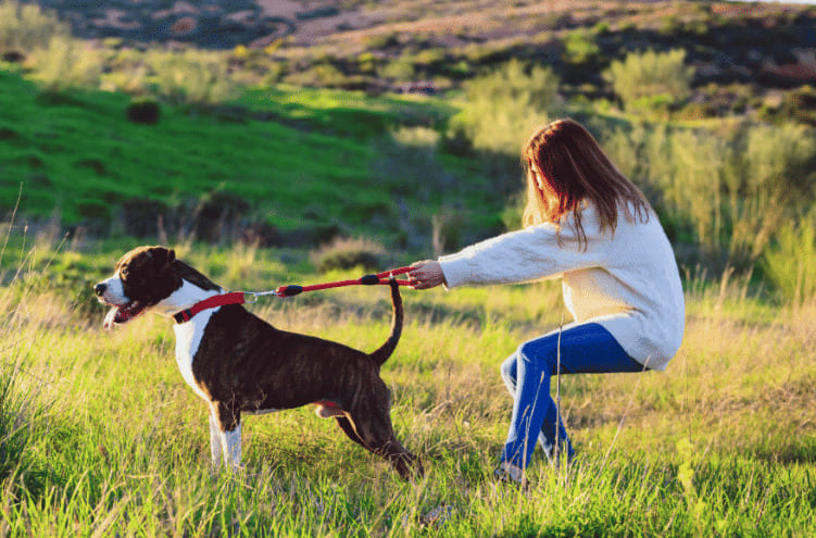 Solutions pour chiens qui tirent en laisse à Cugnaux - Education Caniviola chien en extérieur tirant sur sa laisse pendant une promenade, illustrant un trouble de comportement canin à Cugnaux