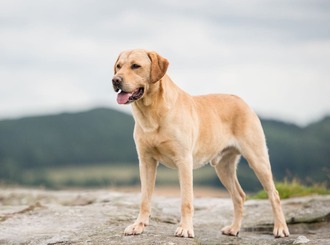 Apprentissage des bases d'obéissance pour un chien adulte type Labrador avec une éducatrice comportementaliste.
