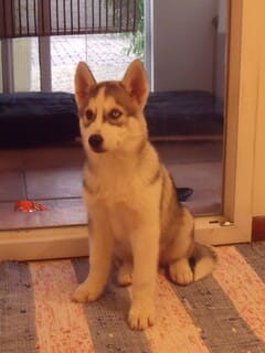 "Photographie d'un chiot Husky dans son panier, illustrant les cours d'éducation canine pour chiots à Muret proposés par Caniviola."