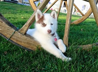 Séance d'éducation canine pour chiot Husky en extérieur à Muret avec Caniviola.