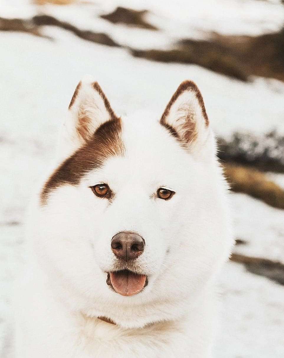 Tête d'un husky très expressif le regard droit