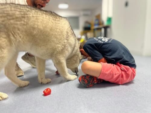 exercice-posture-peccram-médiateur-chien-morsures-occitanie-caniviola Une jeune garçon réalise la posture de protection au sol pendant qu'un chien médiateur s'approche.