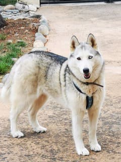 "Chien Husky adulte debout sur une allée, utilisé pour illustrer les séances de rééducation comportementale pour chiens adultes en Haute-Garonne par Caniviola."